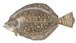 Southern Flounder